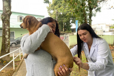 Segunda etapa da vacinação antirrábica é neste sábado (2) em Volta Redonda