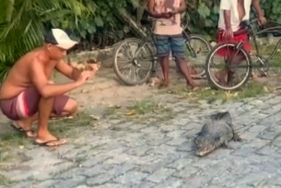 Jacaré e capivaras surpreendem moradores de Rio das Ostras