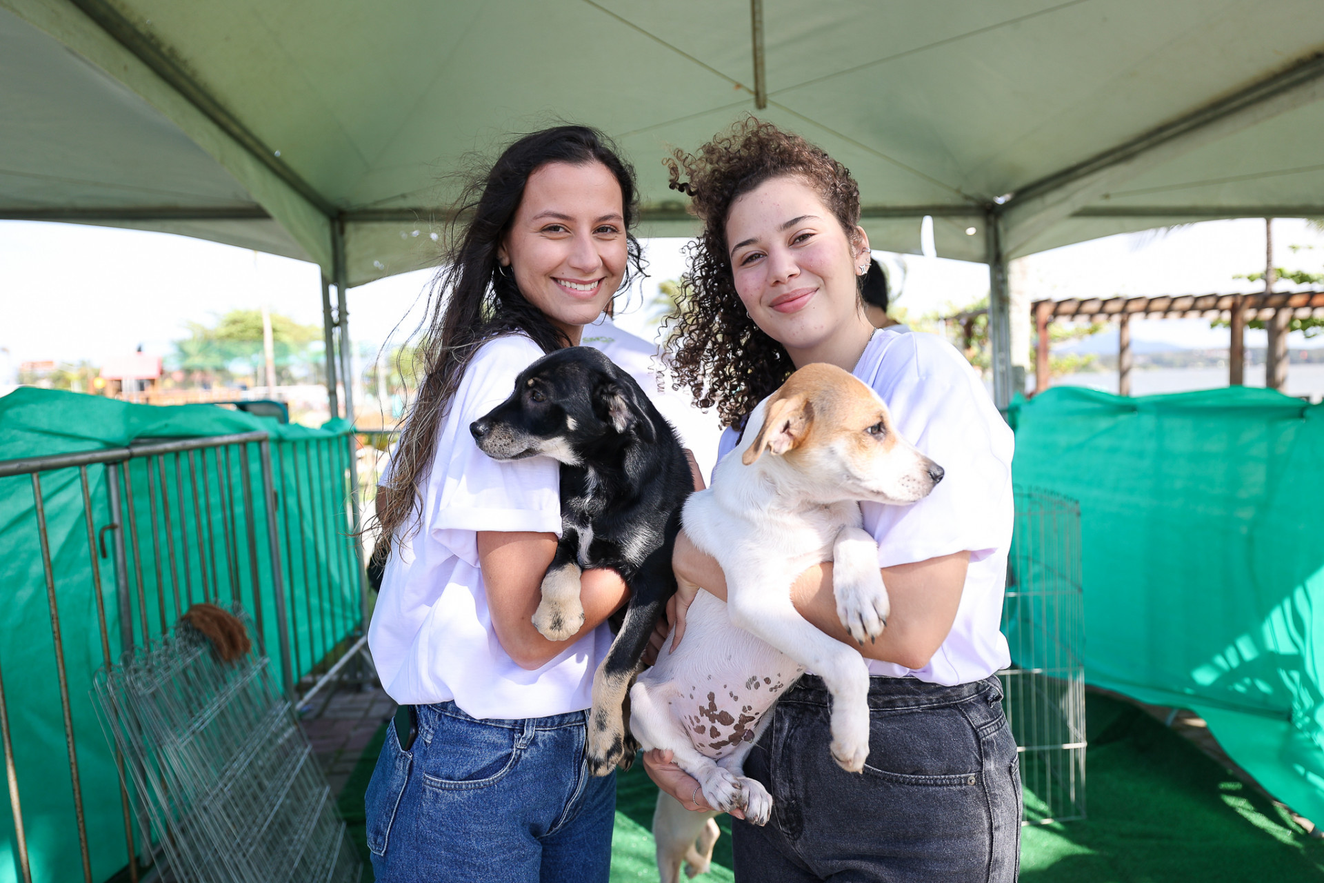 Quinze animais são adotados em campanha realizada pela prefeitura de Saquarema
 - Divulgação