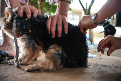 São Paulo registra primeiro caso de raiva canina em 40 anos
