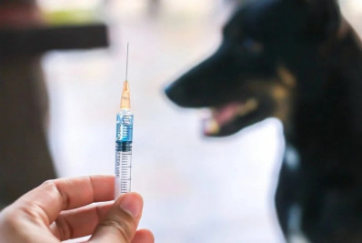 Saúde de Cantagalo quer ampliar a cobertura vacinal contra a raiva animal