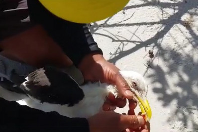Gaivota presa em linha de pesca é resgatada na Ilha do Japonês, em Cabo Frio
