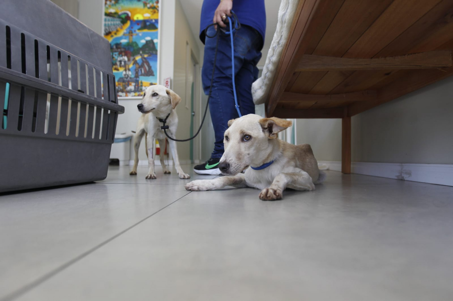 Os bichos passaram por tratamento na Città Vet, na Barra da Tijuca, Zona Oeste do Rio - Reginaldo Pimenta / Agência O Dia