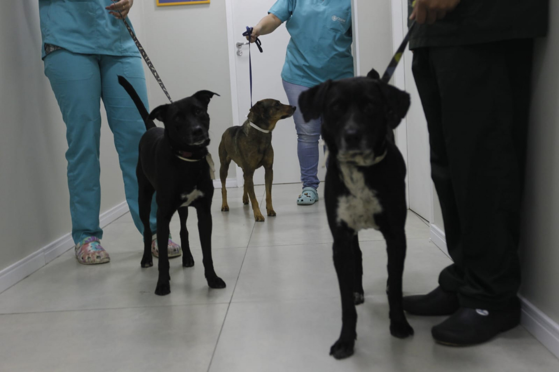 Animais resgatados serão liberados e estarão disponíveis para adoção neste sábado (9) - Reginaldo Pimenta / Agência O Dia