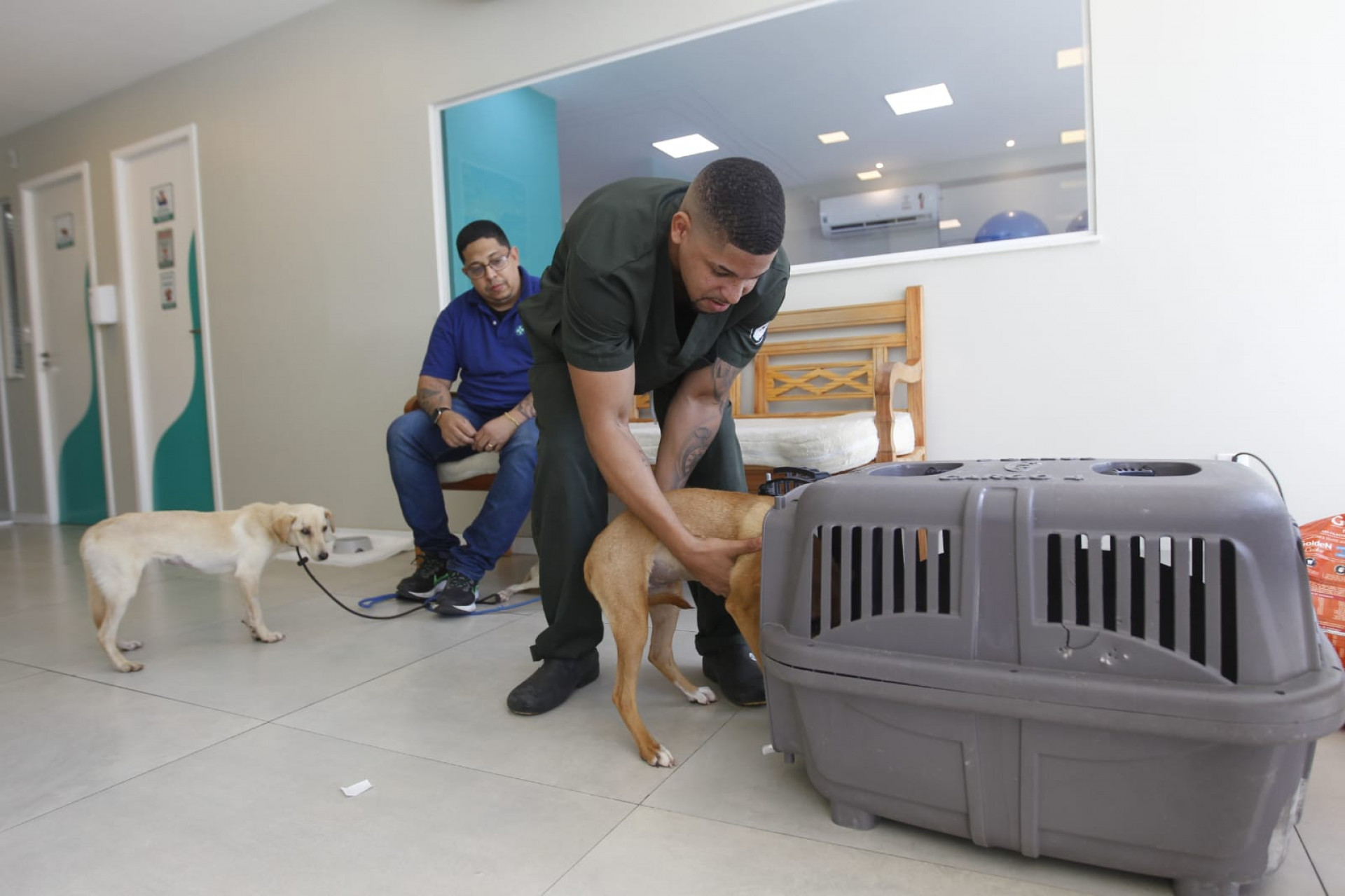 Seis cachorros foram resgatados por moradores do Jardim Botânico - Reginaldo Pimenta / Agência O Dia