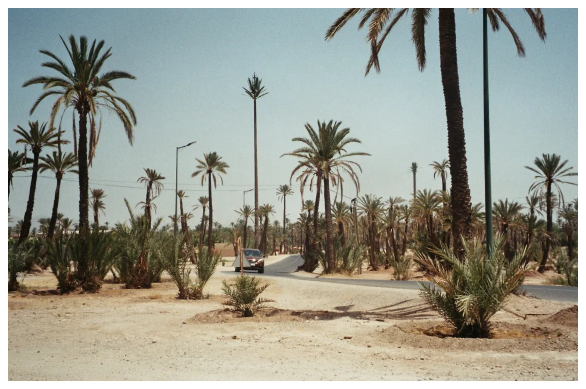 Palmeiral de Marrakech, no Marrocos - Niel Taelman