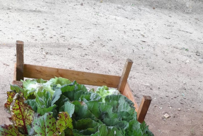 Moradores de Saquarema recebem alimentos e mudas produzidos em Centro de Produção Agrícola