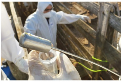 MP flexibiliza regra e amplia apoio federal para enfrentamento de emergência zoossanitária