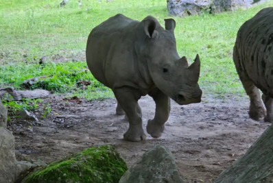 Rinoceronte mata tratadora de zoo na Áustria