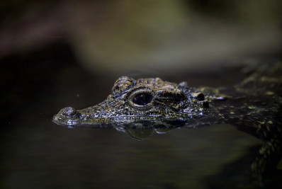 Cidade chinesa inicia caçada a crocodilos após inundações