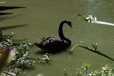 Parque Guinle adota novo cisne-negro após morte de antigo símbolo