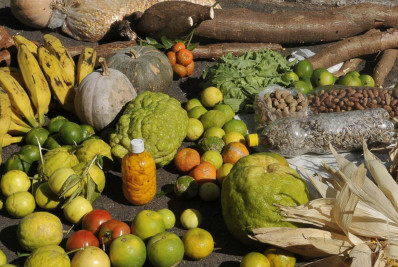 Programa estimulará produção sustentável de alimentos em áreas urbanas