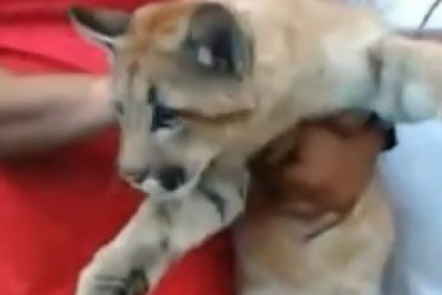 Filhote de onça-parda é resgatado no Pavão-Pavãozinho