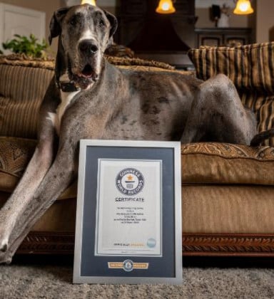 Dogue alemão nos Estados Unidos ganha título de “cachorro mais