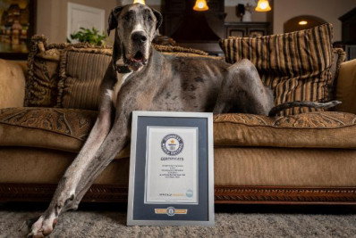 Após amputar pata para conter câncer, maior cão do mundo morre de pneumonia nos EUA