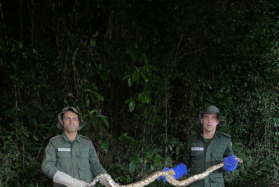 Jiboia é resgatada em árvore no bairro de Jurujuba