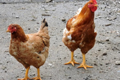 MS registra primeiro foco de influenza em aves de subsistência