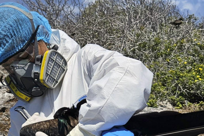 Gripe aviária: Equador identifica três casos nas Ilhas Galápagos