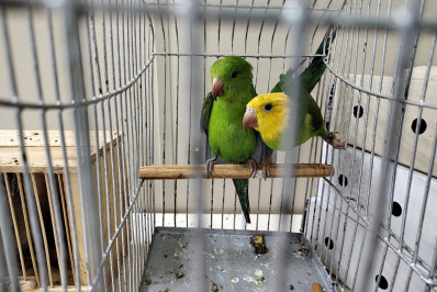 Polícia investiga esquema de venda de animais silvestres em grupos de mensagem