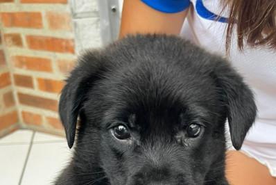 Caxias Shopping realiza nova Feira de Adoção Pet