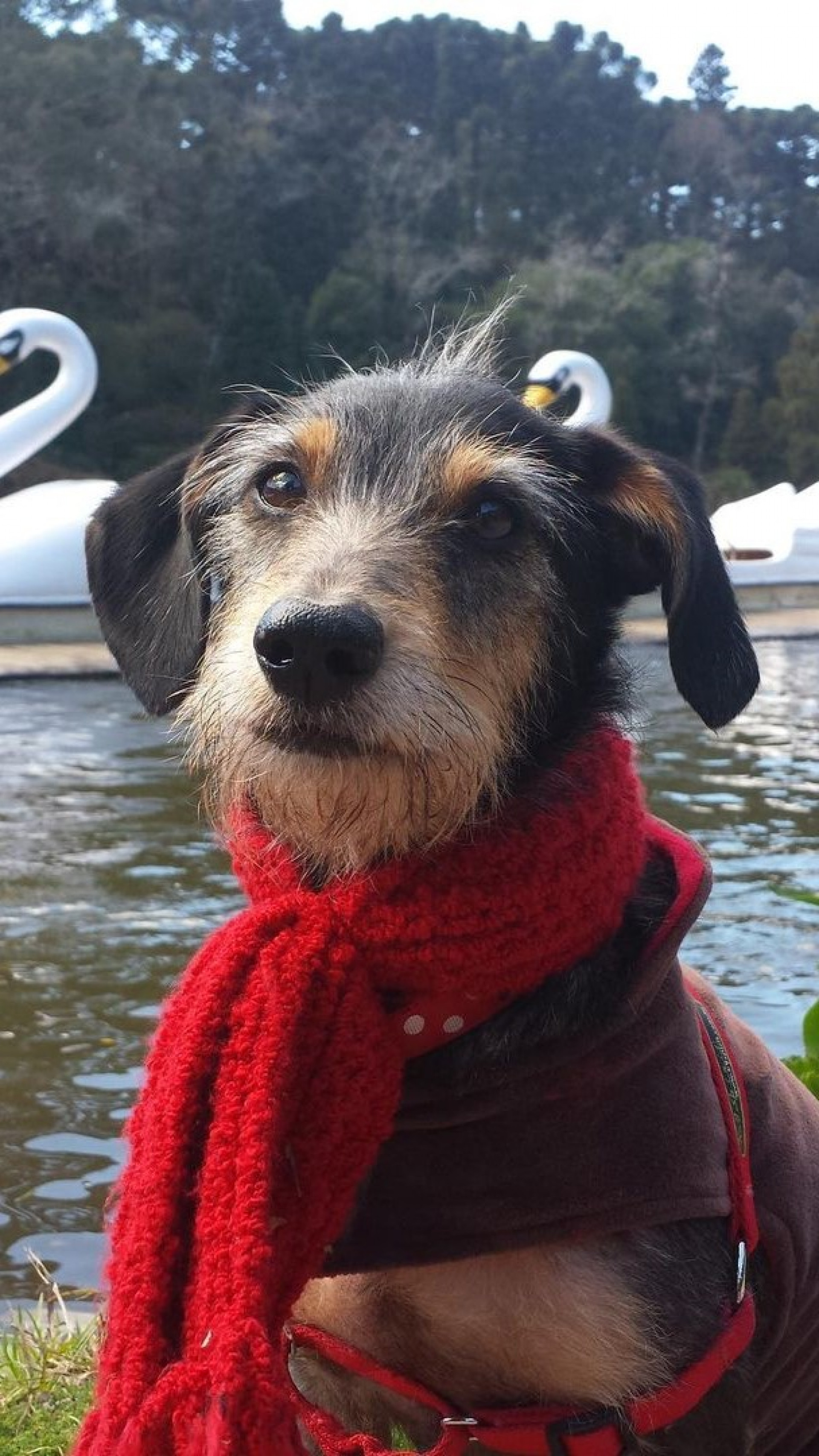 "Estopinha se foi... dormimos juntinhos e ela estava sem dor. Isso era o mais importante pra mim. Recebeu cuidados durante a noite e pode descansar na minha cama com todo o carinho que podia dar", escreveu  - Reprodu&ccedil;&atilde;o / Instagram 