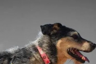 Dr.Pet fala anuncia morte da cachorrinha Estopinha, primeira 'influencer pet' do Brasil