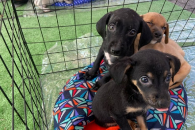 Primeiro Pet Day em Duque de Caxias foi sucesso