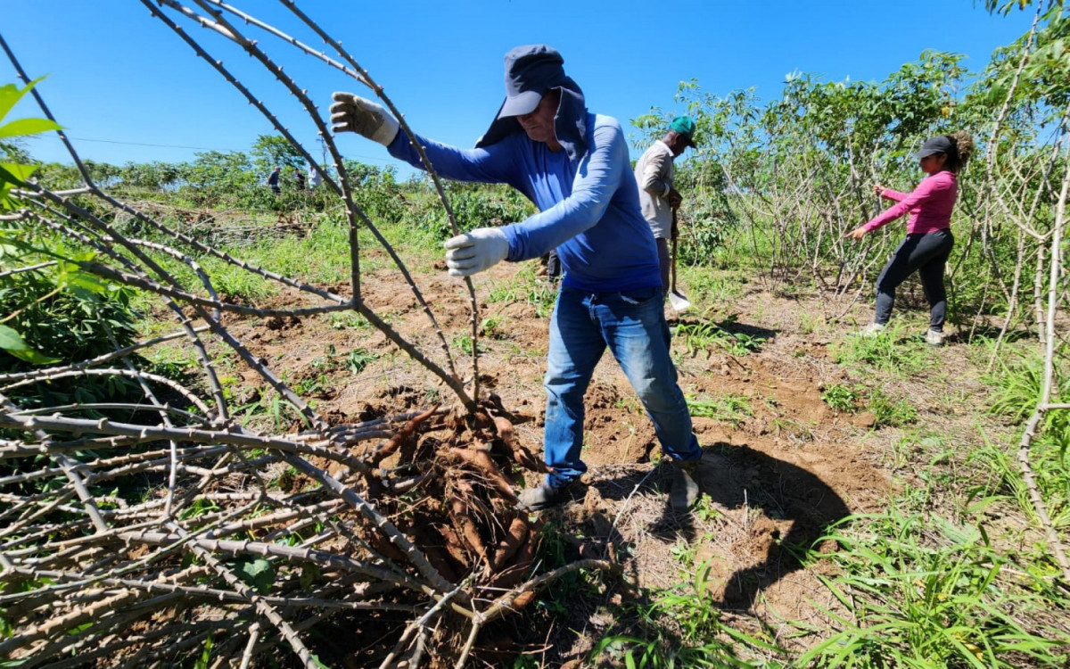 Embrapa está realizando os experimentos no campo e capacitando os técnicos locais