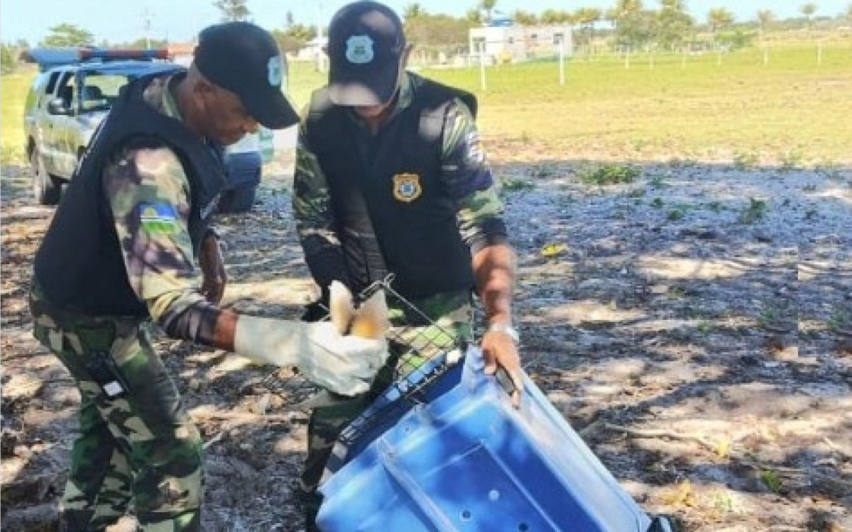 Animal foi solto em uma área de proteção ambiental apropriada