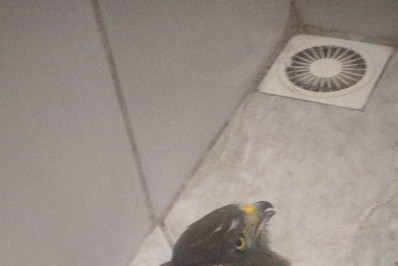 Guarda Municipal resgata gavião em Itaipuaçu