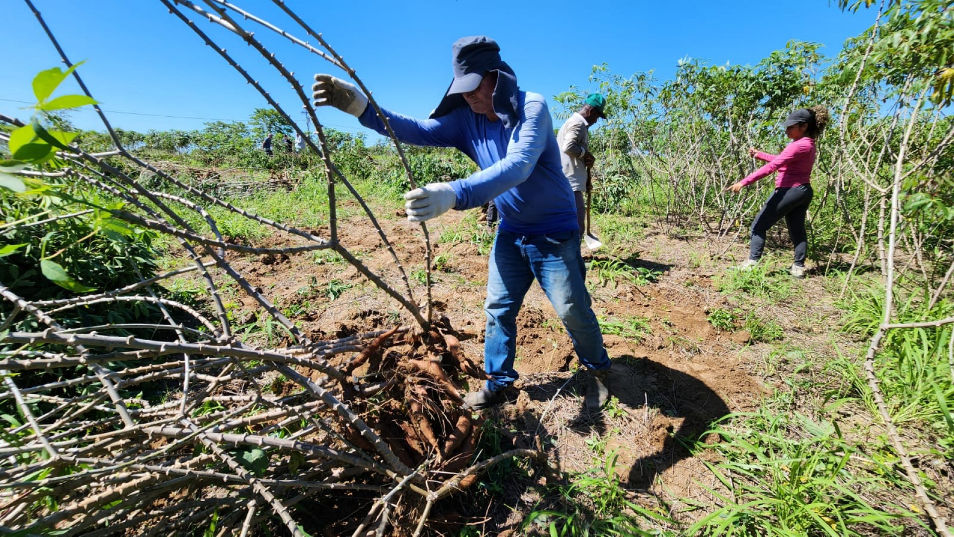 Embrapa está realizando os experimentos no campo e capacitando os técnicos locais - Foto: Divulgação