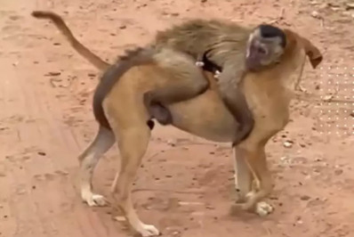 Macaco Chico, que ‘sequestrou’ filhotes de gato e cachorro, é capturado no Piauí