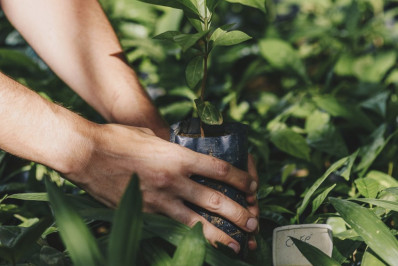 Semeando Esperança: