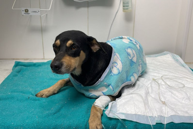 Homem preso por atropelar cachorro em Bangu é solto após pagar fiança de R$ 3 mil