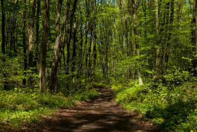 Criança de 2 anos perdida é encontrada dormindo na floresta usando cachorro como travesseiro