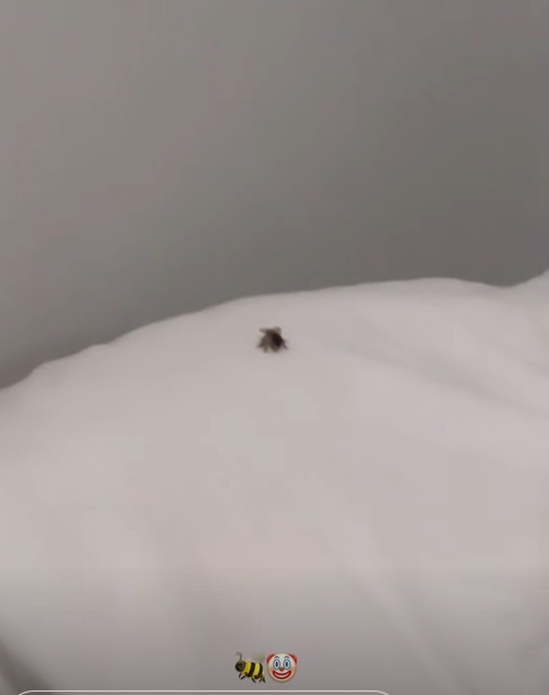 Rafa Kalimann mostra picada de abelha no olho - Reprodução do Instagram