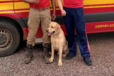 Morre labrador que ajudava a resgatar vítimas do ciclone no Rio Grande do Sul