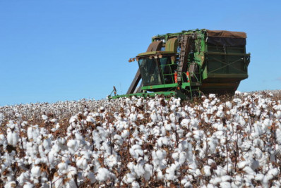 Safra 2024 terá produção maior de algodão, feijão, arroz e trigo, afirma IBGE