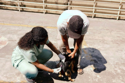 Campanha de vacinação antirrábica termina com resultados positivos em Barra Mansa