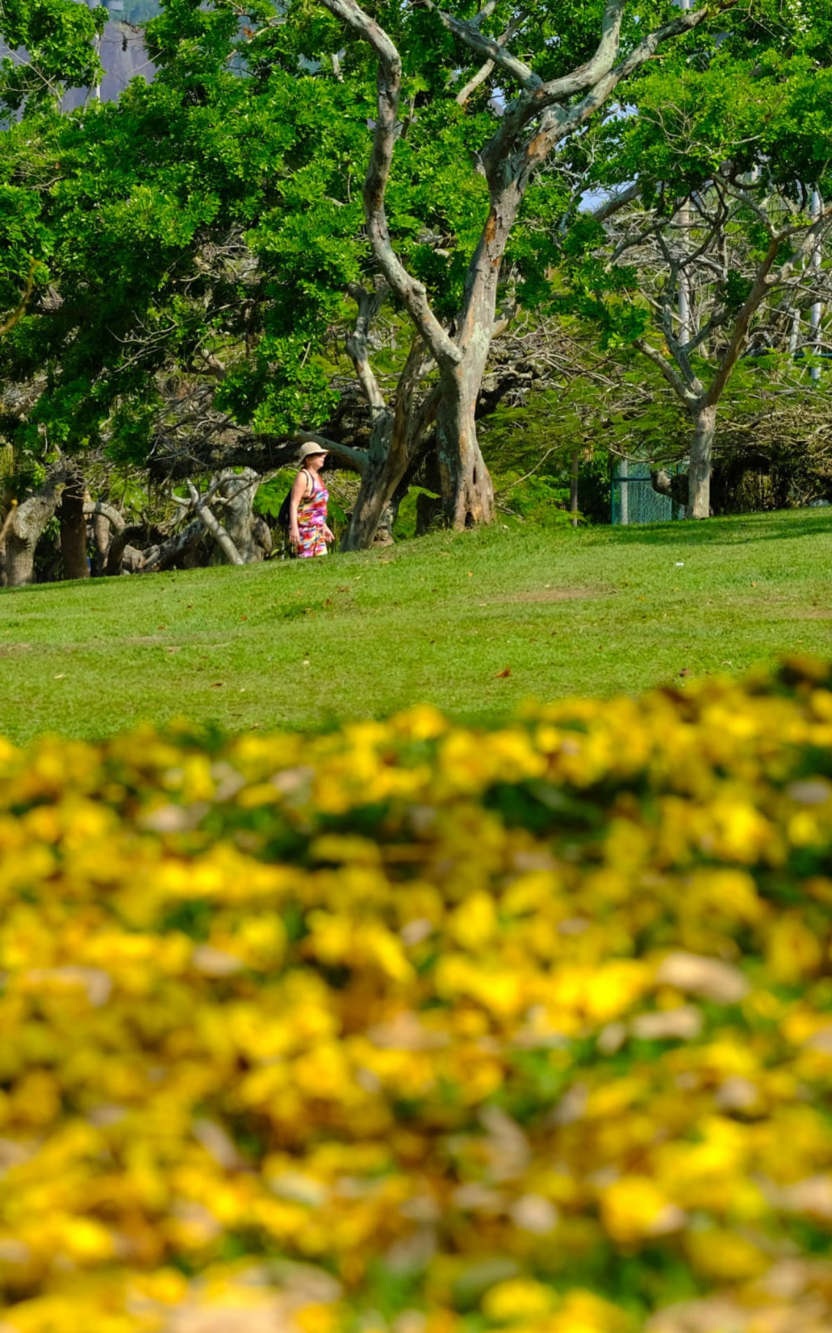 Primavera: lindas flores dão as caras no Aterro do Flamengo