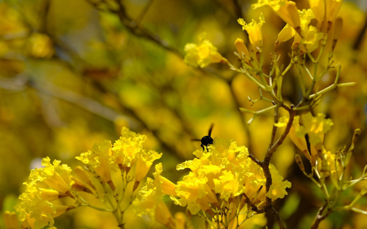 Primavera: lindas flores dão as caras no Aterro do Flamengo