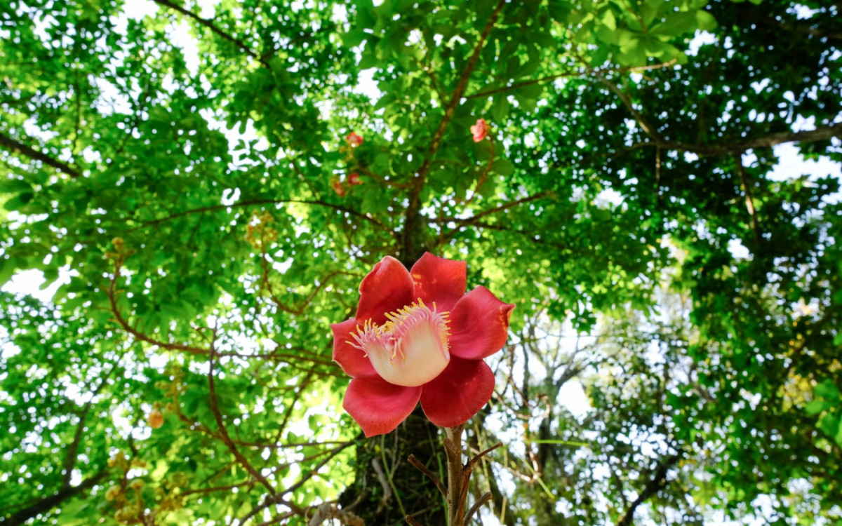 Primavera: lindas flores dão as caras no Aterro do Flamengo
