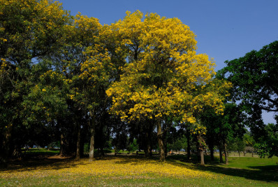 Primavera começa neste domingo; mudança no clima deve ajudar a reduzir o número de queimadas