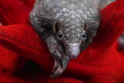 Cientistas descobrem nova espécie de mamífero vítima de tráfico; confira