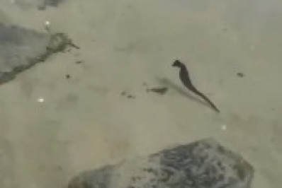 Cavalo-marinho é flagrado em Figueira, distrito de Arraial, e encanta banhistas