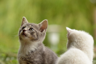 Porto Real realiza campanha de vacinação antirrábica