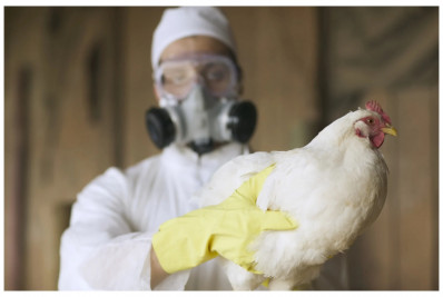 Câmara ignora obstrução de oposicionistas e aprova MP com recursos para combater gripe aviária