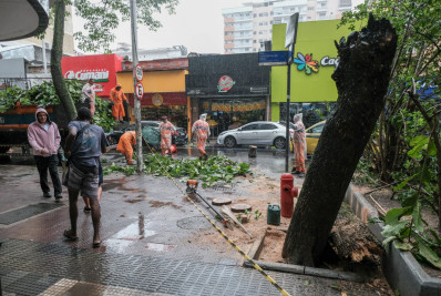 Árvore cai na Rua Voluntários da Pátria, em Botafogo, e interdita trânsito