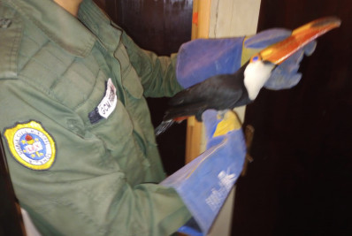 Niterói: Guarda Ambiental resgata tucano dentro de cozinha em São Francisco