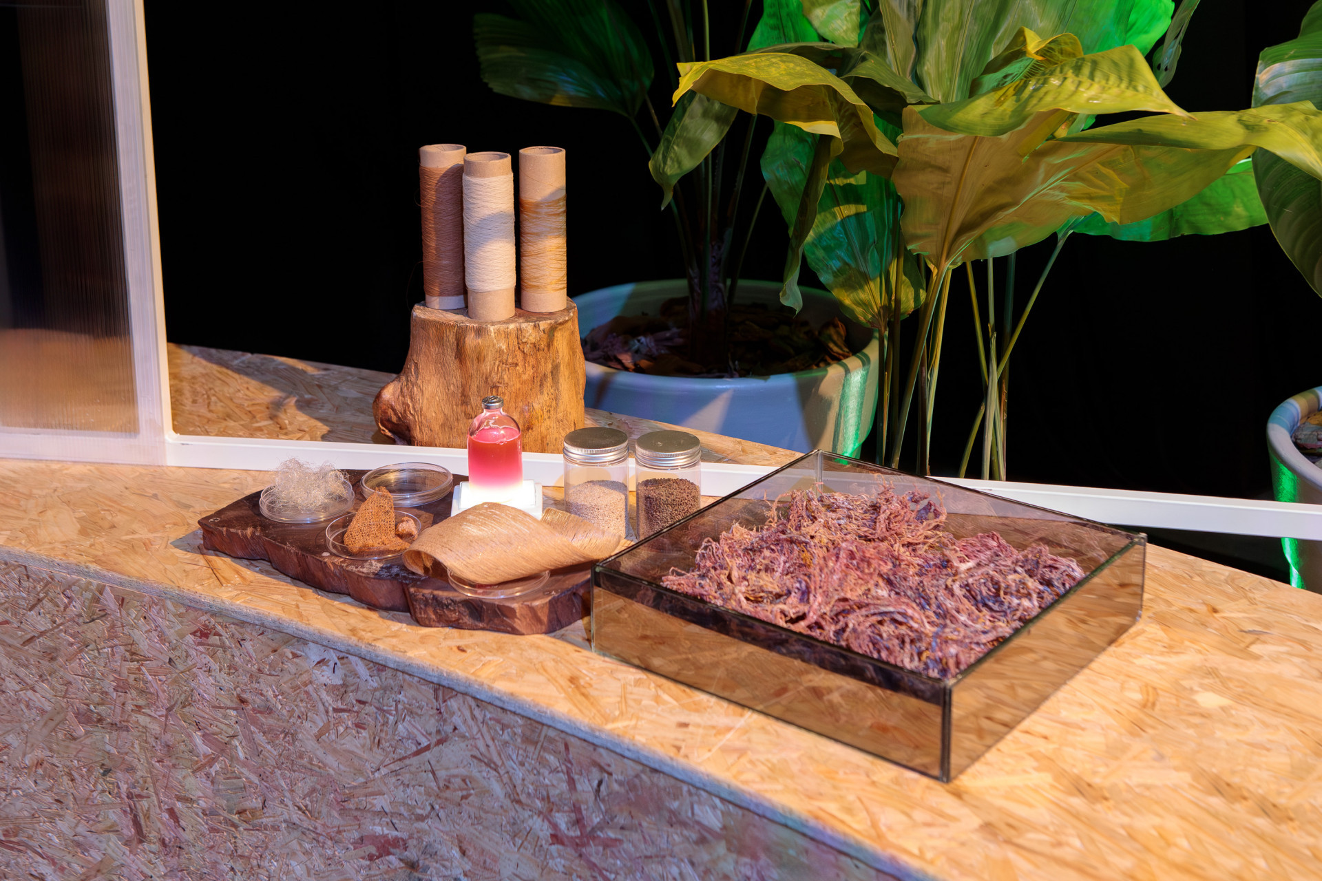 Projeto transforma alga em tecidos - Murilo Moser/Sebrae